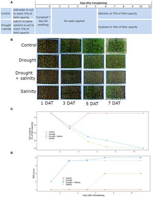 Development of a phenotyping protocol for combined drought and salinity stress at seedling stage in rice